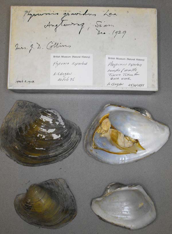 specimen