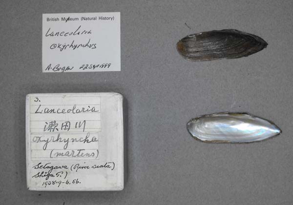 specimen