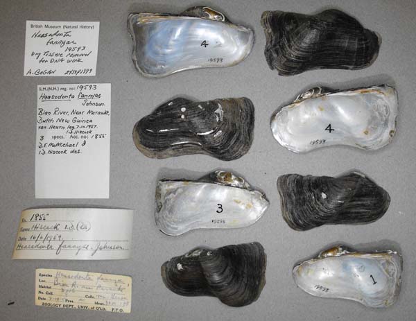 specimen