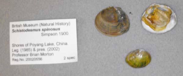 specimen