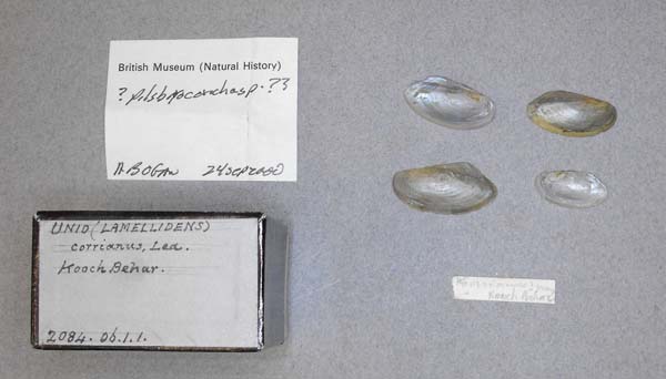 specimen