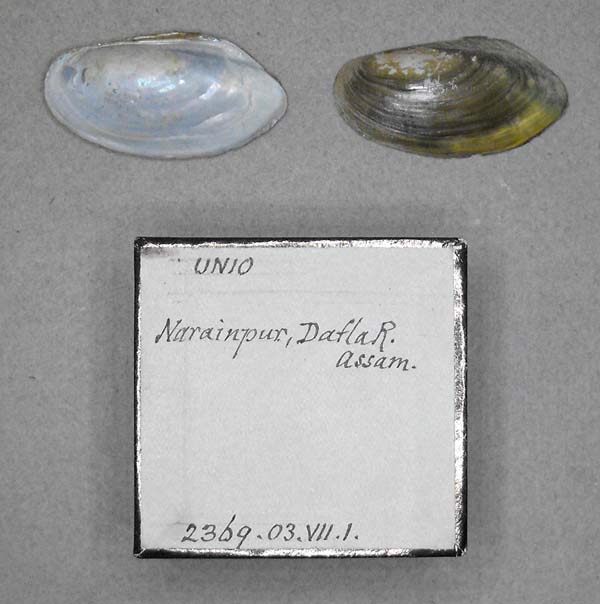 specimen