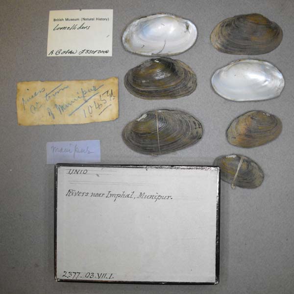specimen
