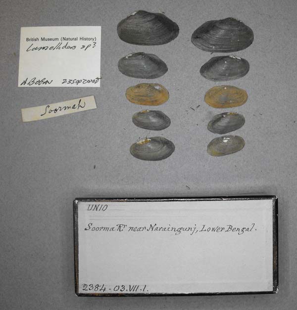 specimen