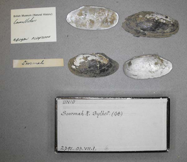 specimen