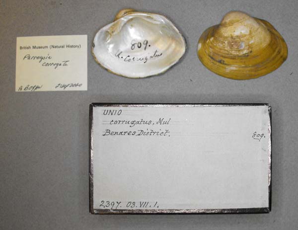 specimen