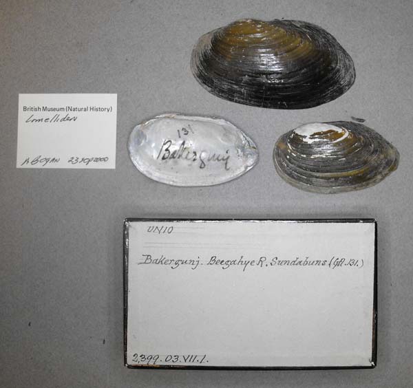 specimen