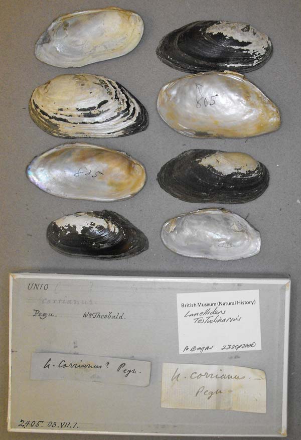 specimen