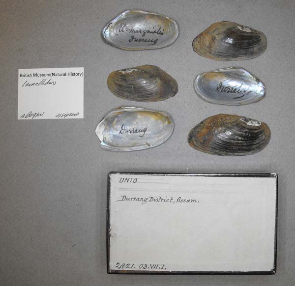 specimen