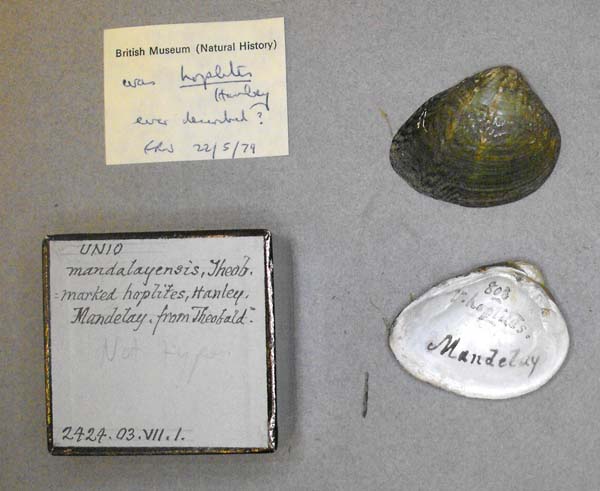 specimen