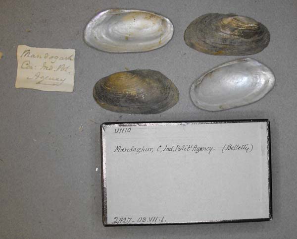 specimen