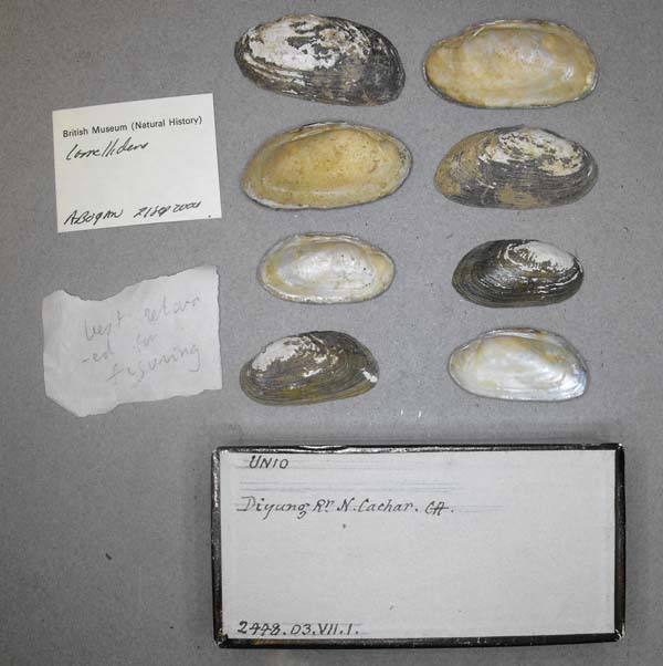 specimen