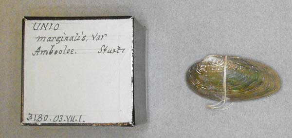 specimen