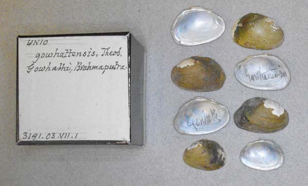 specimen