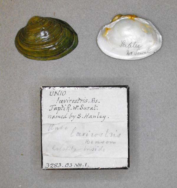 specimen