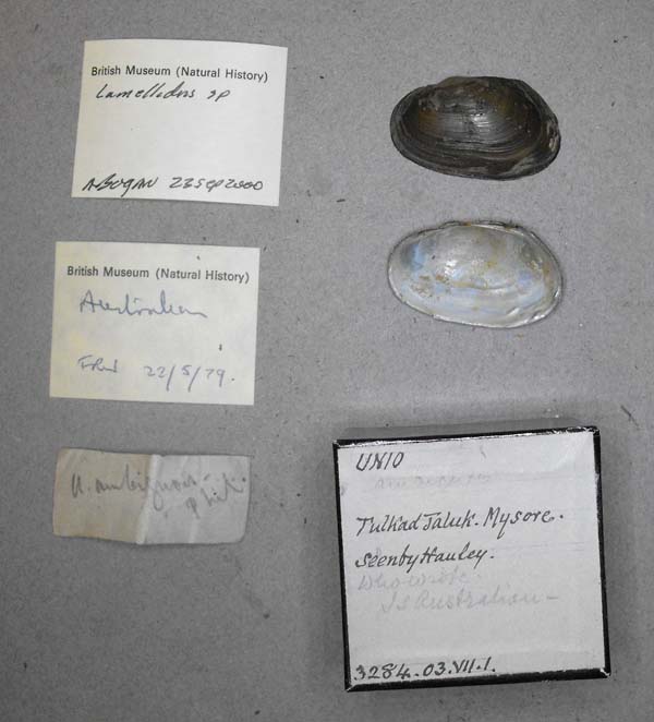 specimen