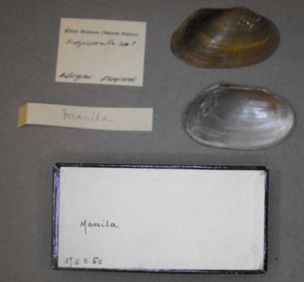 specimen