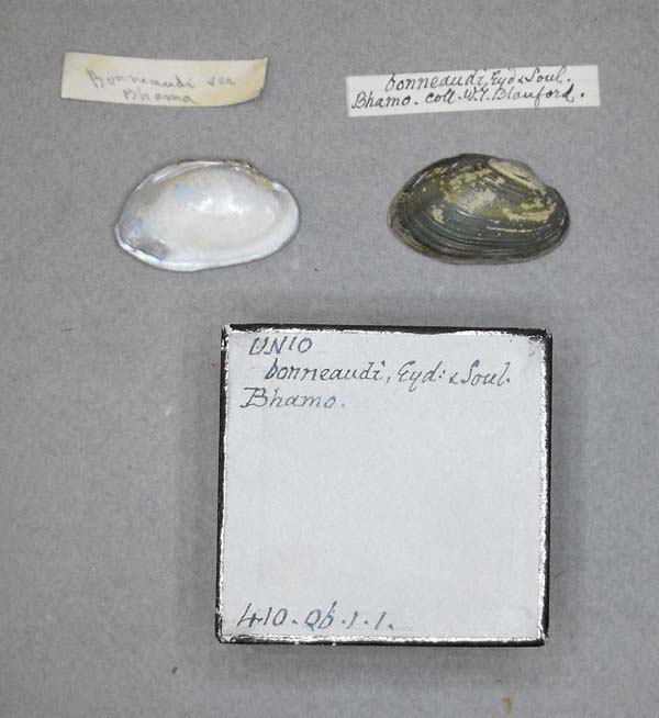 specimen