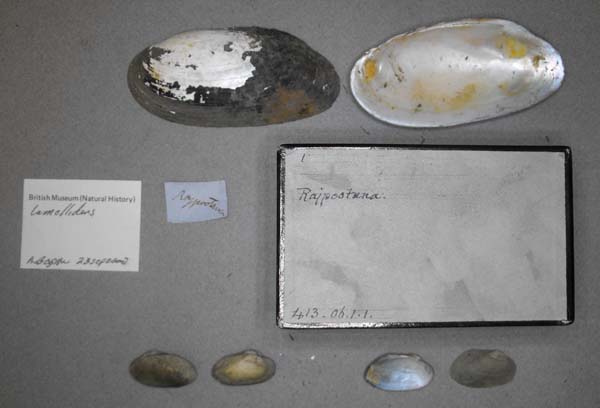 specimen