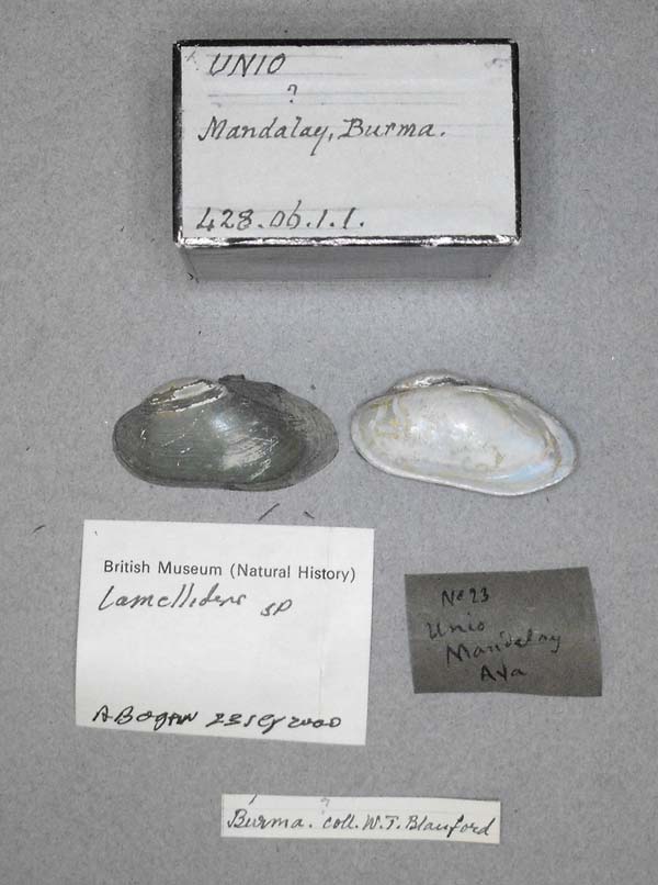specimen