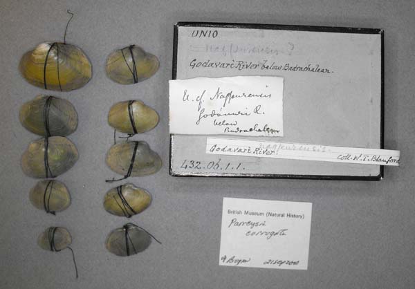 specimen
