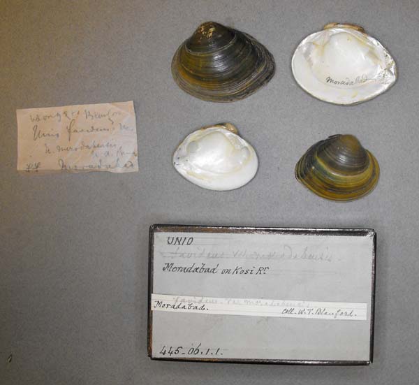 specimen