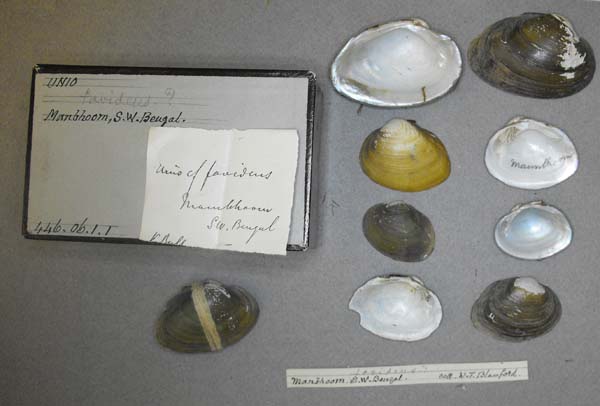 specimen