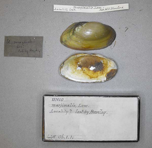 specimen