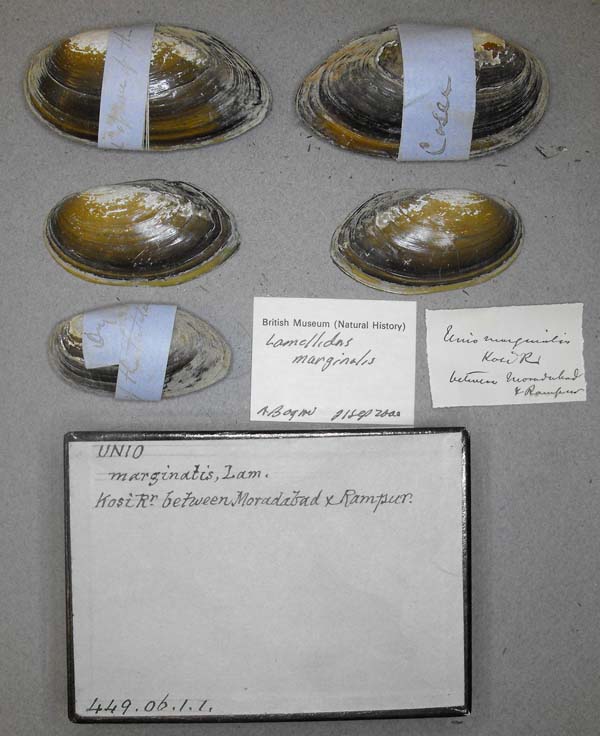 specimen