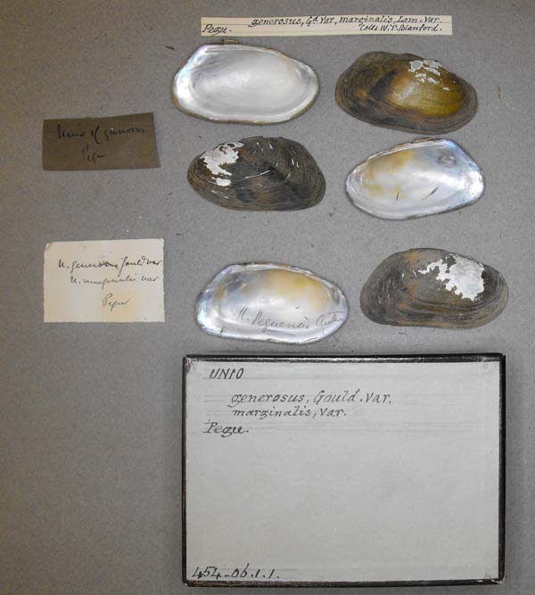 specimen