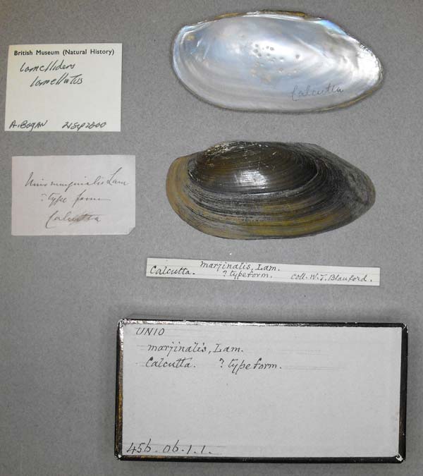 specimen