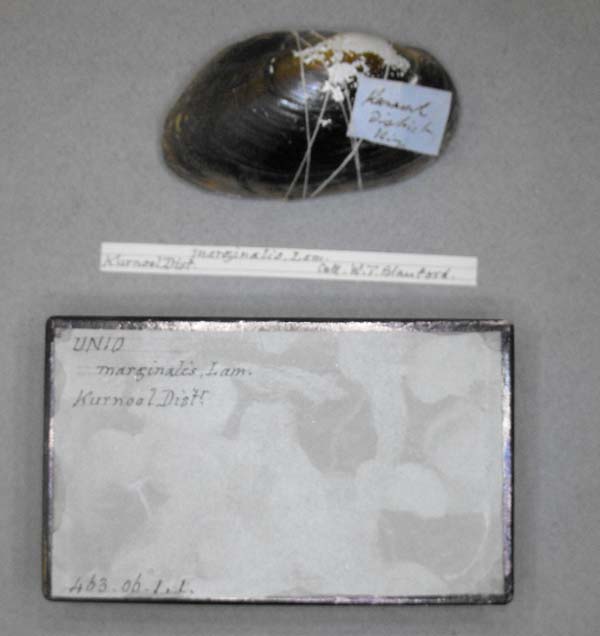 specimen