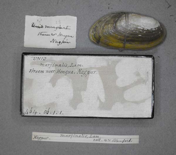 specimen