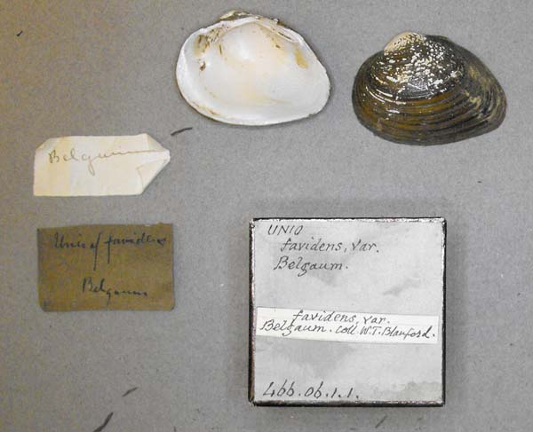 specimen