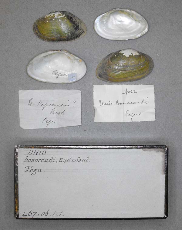 specimen