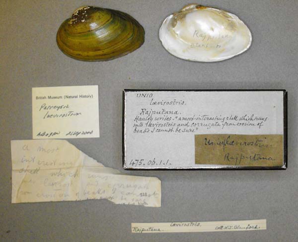 specimen