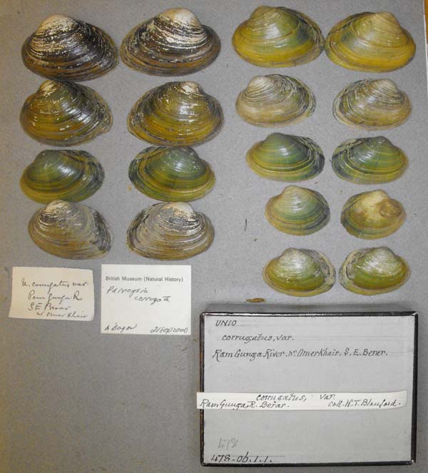specimen