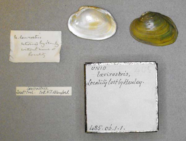 specimen