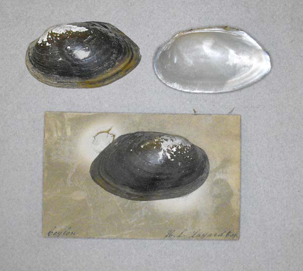 specimen