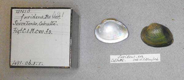 specimen