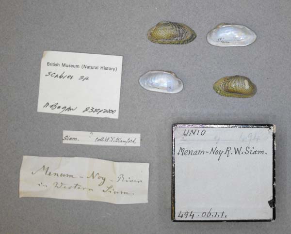 specimen