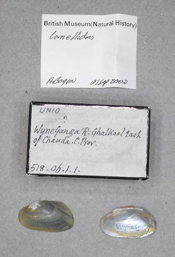 specimen