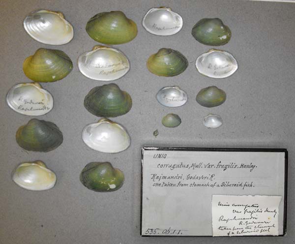 specimen