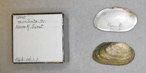 specimen
