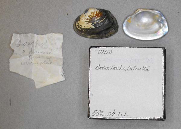 specimen