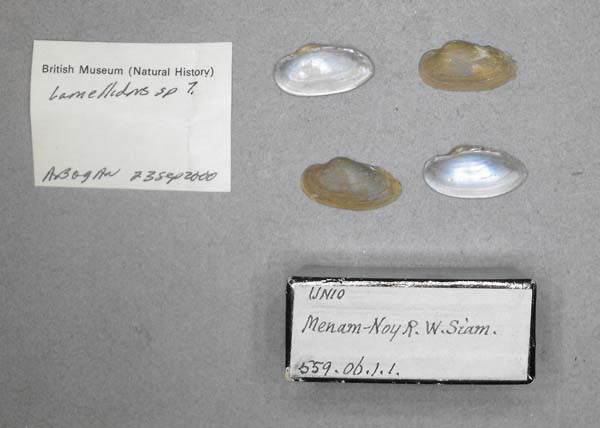 specimen