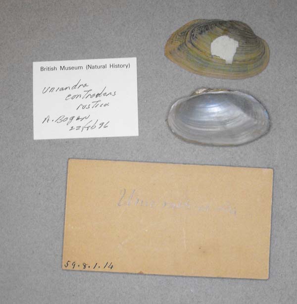 specimen