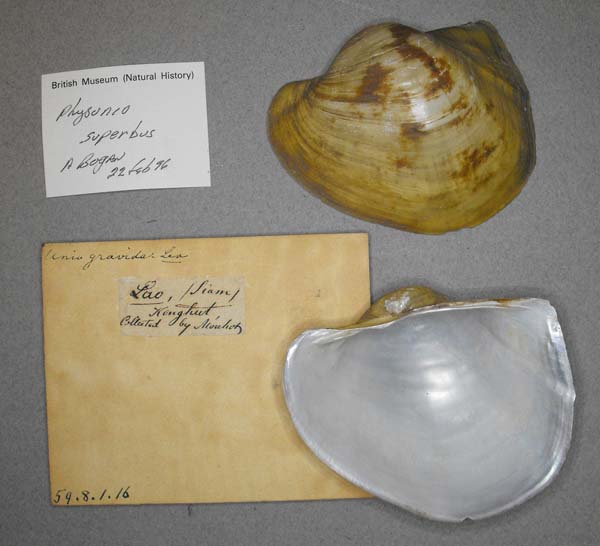 specimen