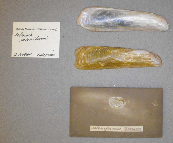 specimen