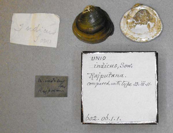 specimen